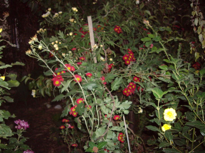 IMGP7549 - flori si trandafiri - 2014  -1