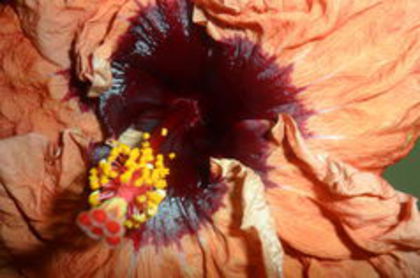 100441659_SZXKALD3 - 000-hibiscusi deosebiti