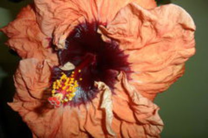 100441916_OUNUJMB - 000-hibiscusi deosebiti