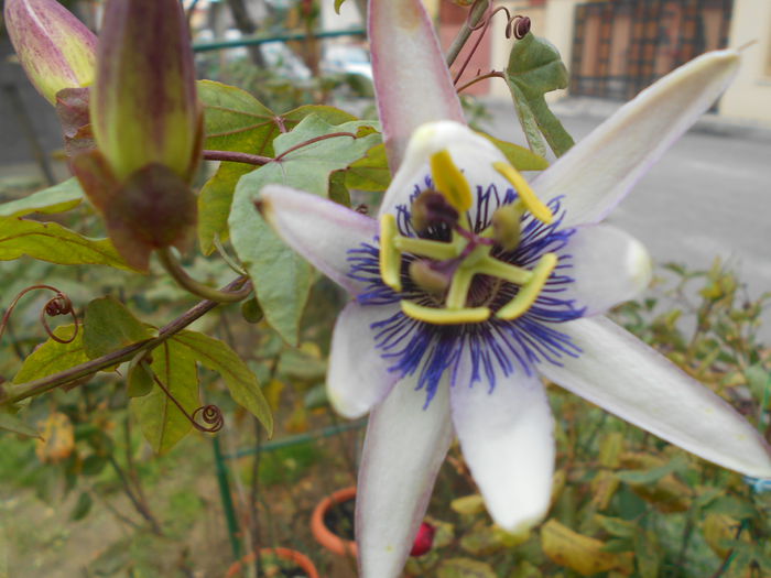 DSCN2814 - Passiflora Purple Haze 2014