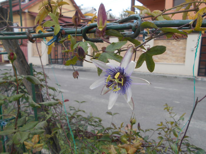 DSCN2836 - Passiflora Purple Haze 2014
