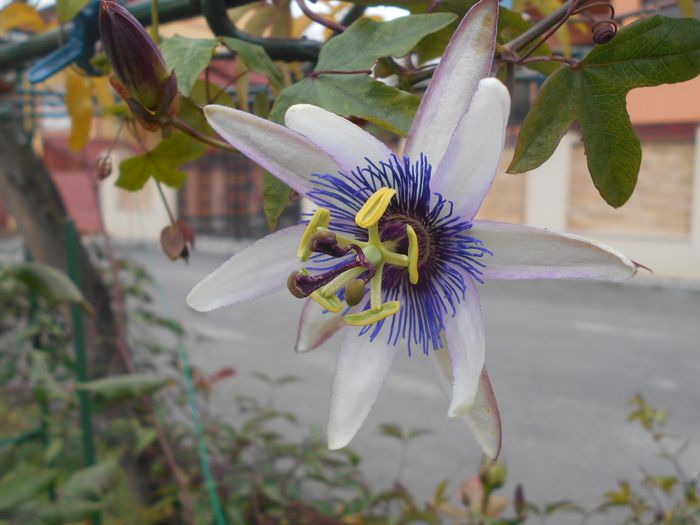 DSCN2841 - Passiflora Purple Haze 2014