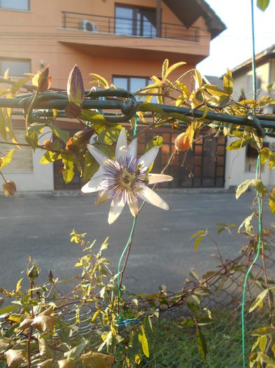 DSCN2851 - Passiflora Purple Haze 2014