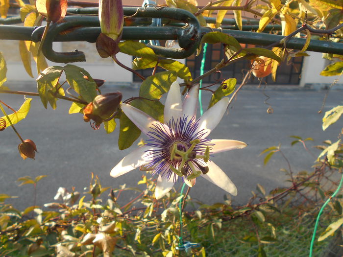 DSCN2852 - Passiflora Purple Haze 2014