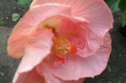 gina marie - 000-hibiscusi deosebiti