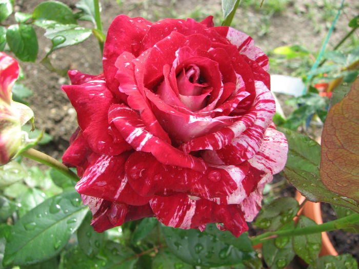 IMG_3191 - Julio Iglesias 2014