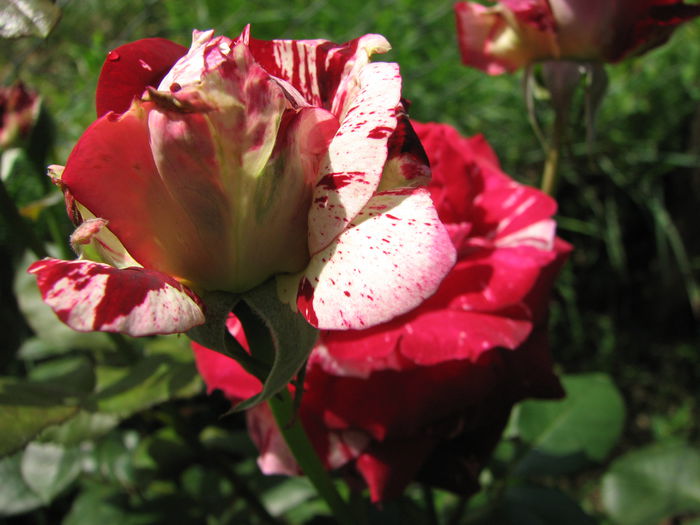 IMG_3205 - Julio Iglesias 2014