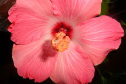 100562368_GEIUFCE - 000-hibiscusi deosebiti