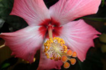 100562406_ADPCGAT - 000-hibiscusi deosebiti