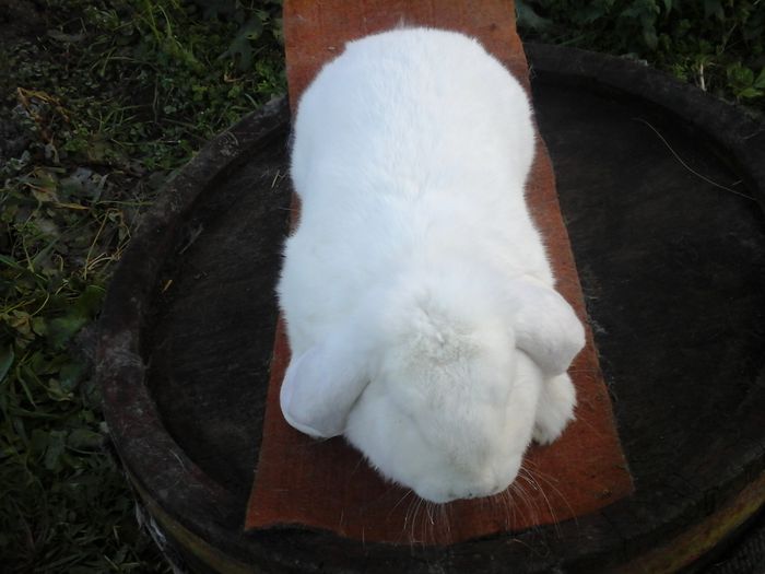 20141104_163518 - c BERBEC FEMELA 3