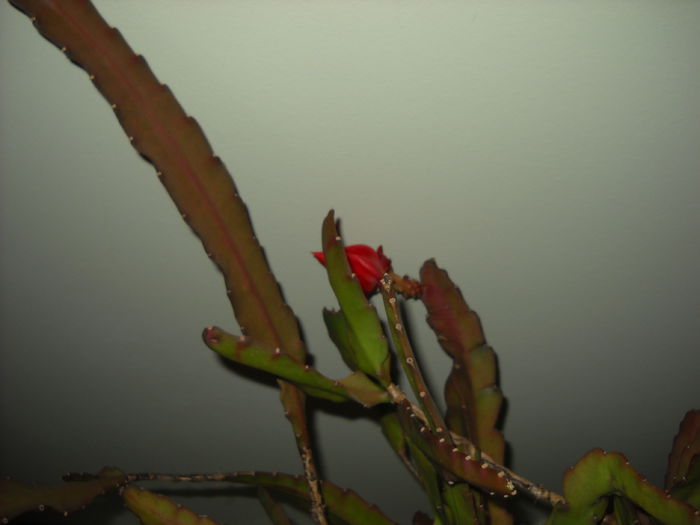 3 noiembrie.014 - EPYFILIUM 1 Oxypetalum