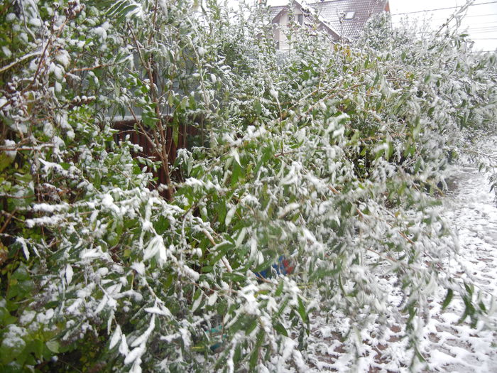 Early Winter (2014, October 25) Early Winter (2014, October 25)