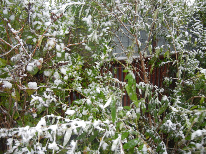 Early Winter (2014, October 25) Early Winter (2014, October 25)