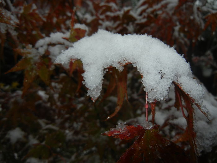 Early Winter (2014, October 25) Early Winter (2014, October 25)