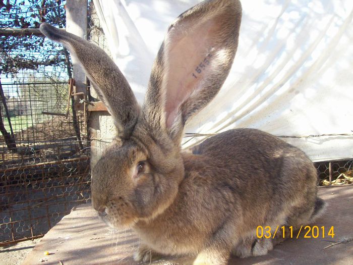 DE VANZARE  NOIEMBRIE  2014 030; MASCUL 1 DE URIAS
