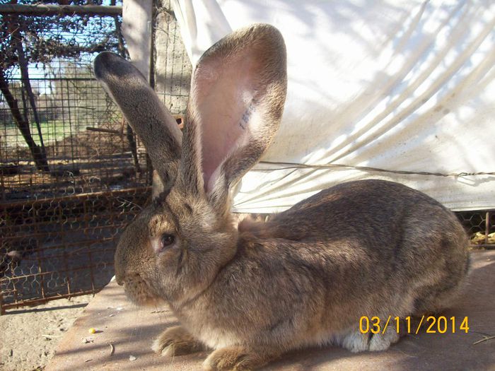 DE VANZARE  NOIEMBRIE  2014 031; MASCUL 1 DE URIAS
