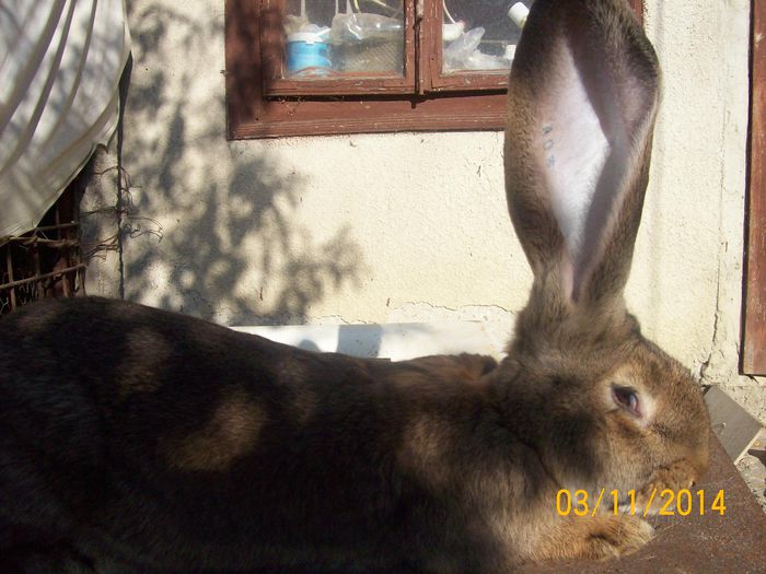 DE VANZARE  NOIEMBRIE  2014 033; MASCUL 1 DE URIAS
