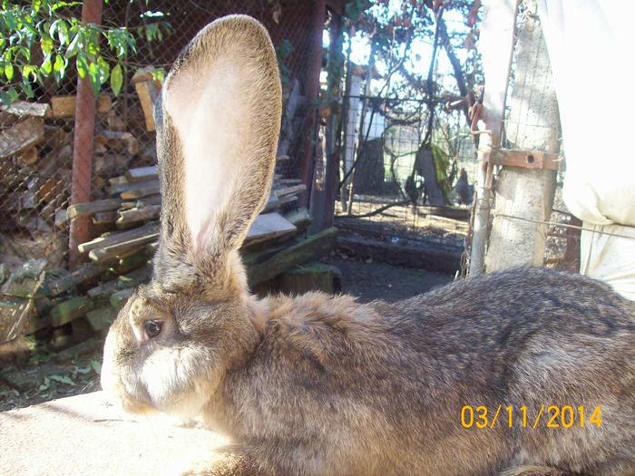 DE VANZARE  NOIEMBRIE  2014 038; MASCUL 2 DE URIAS
