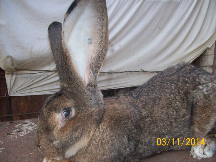 DE VANZARE  NOIEMBRIE  2014 049; MASCUL 3 URIAS
