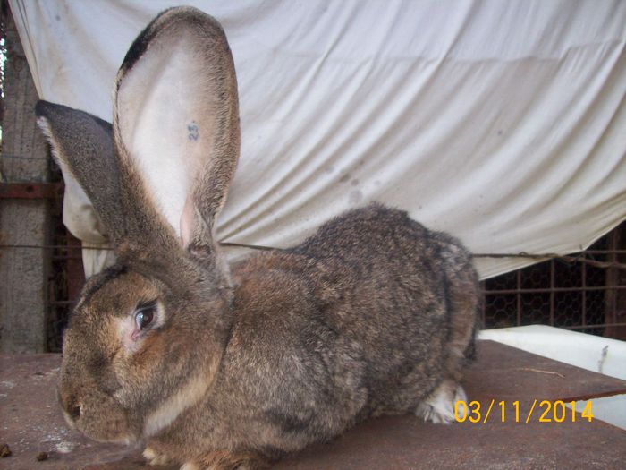 DE VANZARE  NOIEMBRIE  2014 051; MASCUL 3 URIAS
