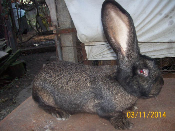 DE VANZARE  NOIEMBRIE  2014 052; MASCUL 4 URIAS
