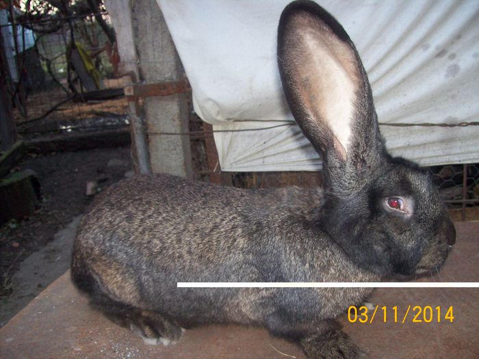 DE VANZARE  NOIEMBRIE  2014 053; MASCUL 4 URIAS
