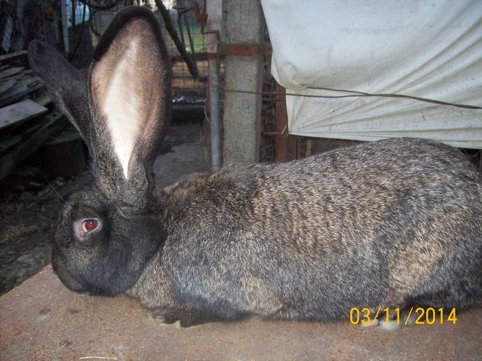 DE VANZARE  NOIEMBRIE  2014 057; MASCUL 4 URIAS
