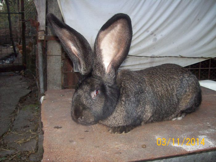 DE VANZARE  NOIEMBRIE  2014 058; MASCUL 4 URIAS
