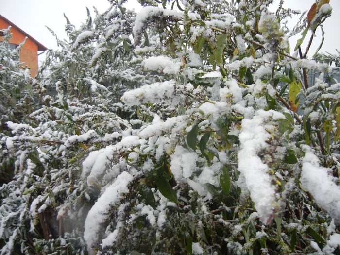 Early Winter (2014, October 25) Early Winter (2014, October 25)