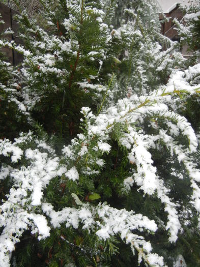 1025 Early Winter (2014, October 25)22 1025 Early Winter (2014, October 25)22