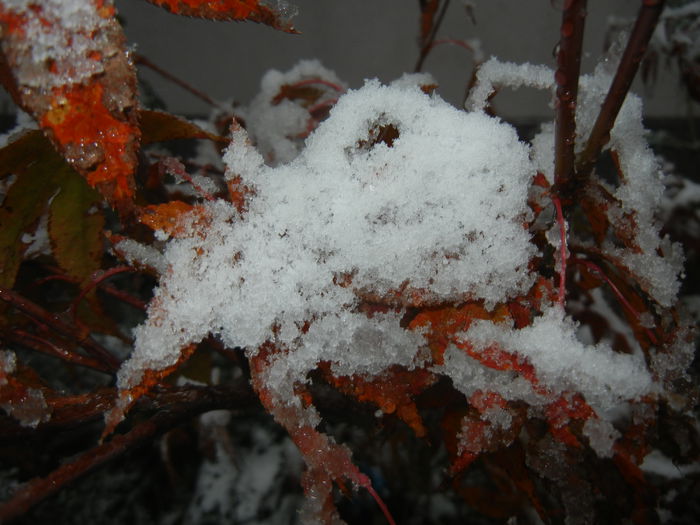 Early Winter (2014, October 25) Early Winter (2014, October 25)