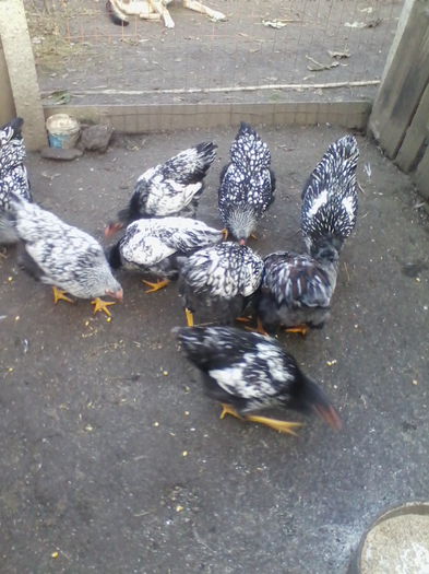 IMG_20141104_154223 - Vietuitoarele de langa casa