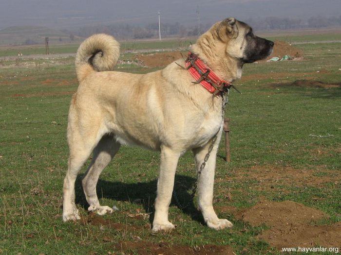 Ciobanasc de Anatolia-Kangal-100%