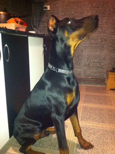 image - DOBERMANN DON DRAGON BLACKMAGIC  ANGEL