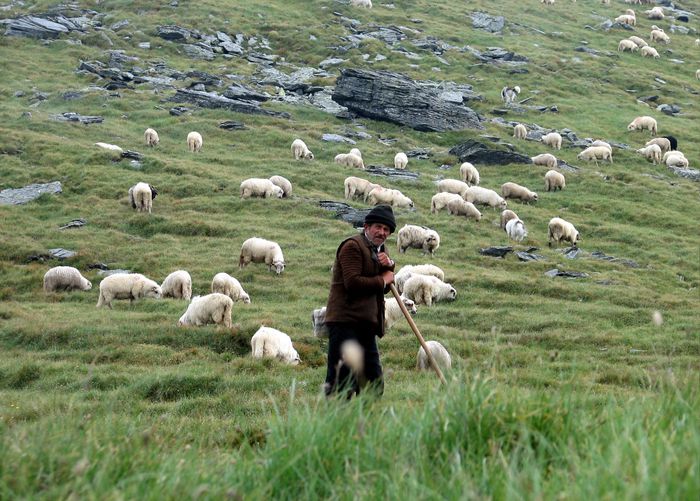 Oi frumoase in Fagaras - Rase de oi si capre-Poze deosebite 2