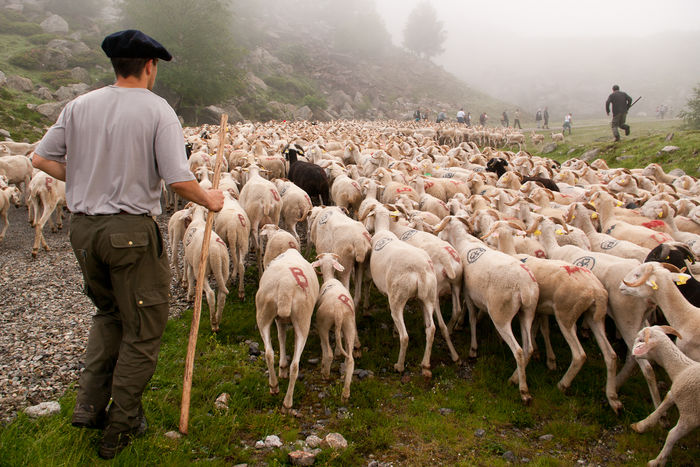 Oile  transhumanta in Spania - Rase de oi si capre-Poze deosebite 2
