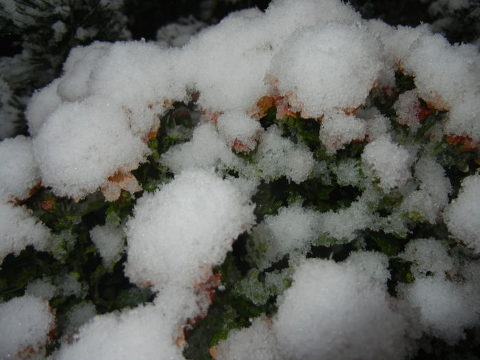 Early Winter (2014, October 25) Early Winter (2014, October 25)