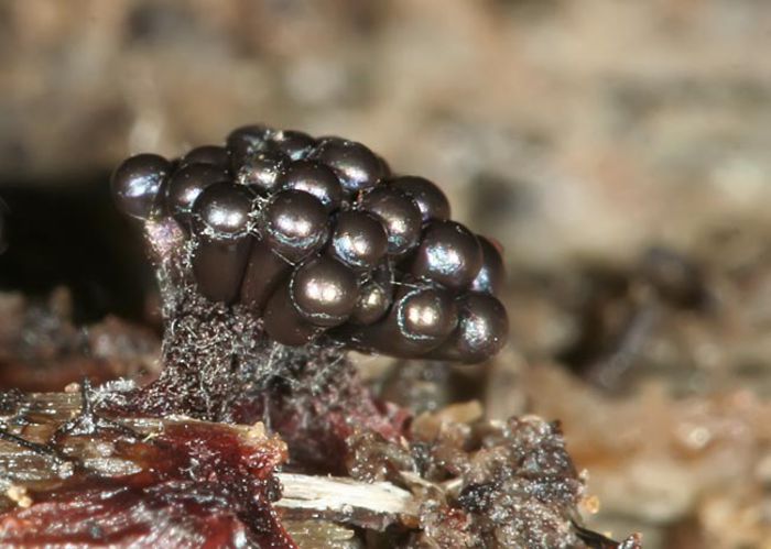 metatrichia vesparium - ciuperci deosebite