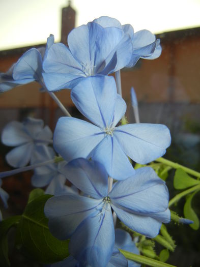 Plumbago auriculata (2014, Nov.04) - Plumbago auriculata