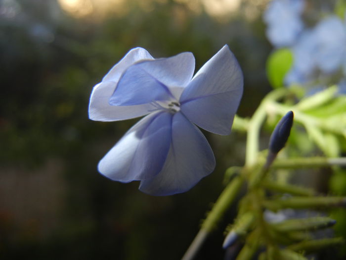 Plumbago auriculata (2014, Nov.04)