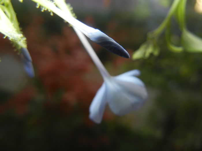 Plumbago auriculata (2014, Nov.04) - Plumbago auriculata