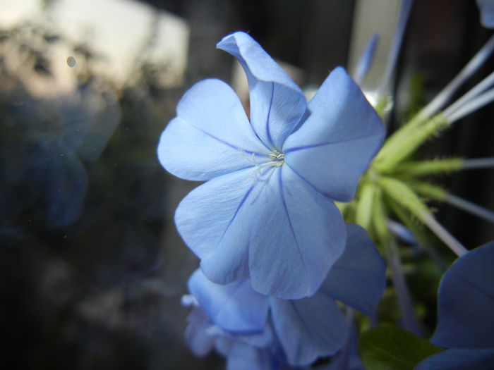 Plumbago auriculata (2014, Nov.04)