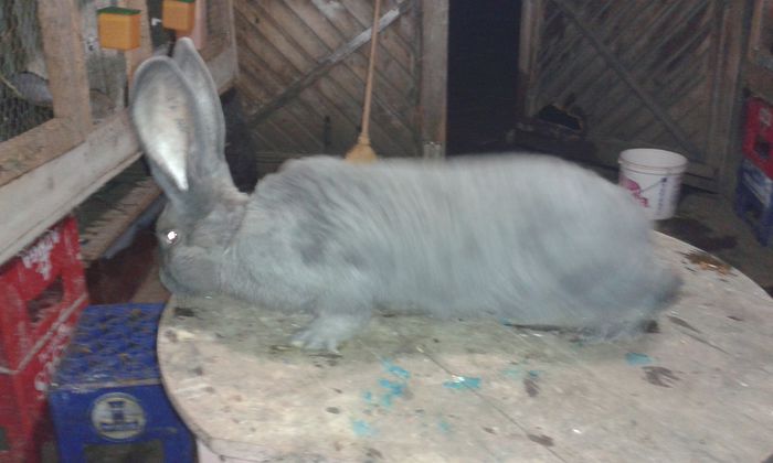 achizitionat de la dandanutz82