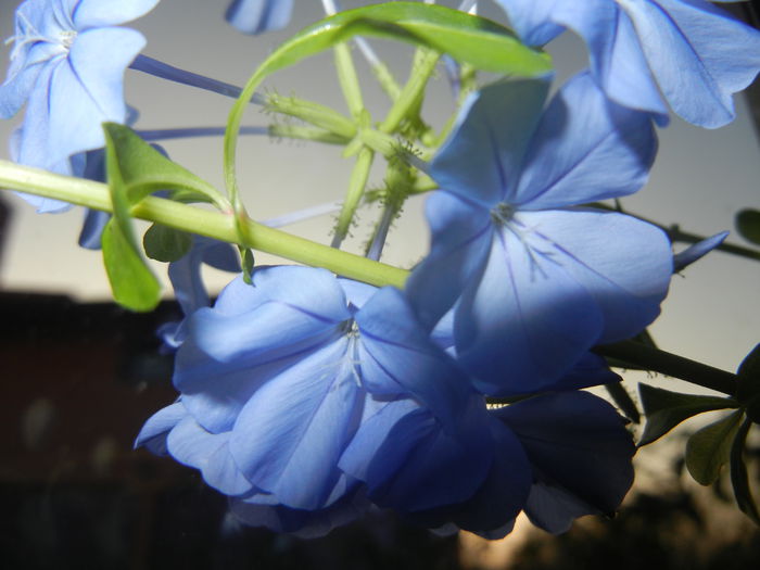 Plumbago auriculata (2014, Nov.04) - Plumbago auriculata