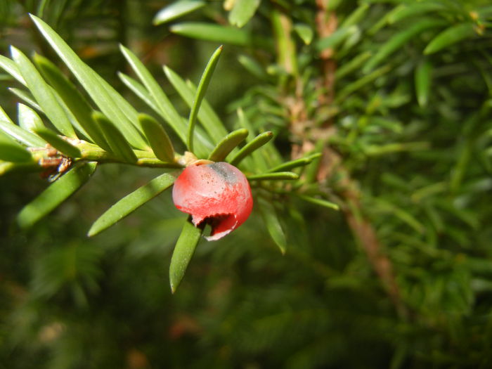 Taxus baccata (2014, November 02)