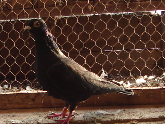 F 75%VAN DER WEGEN, 25% AARDEN150 lei.