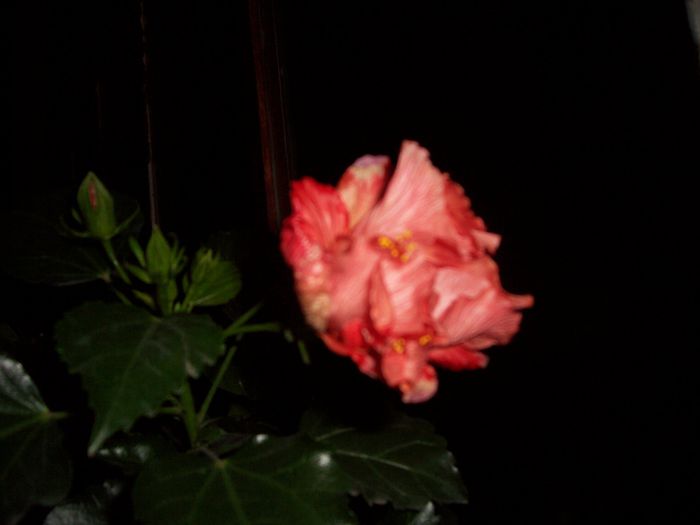 100_8606 - flori 1