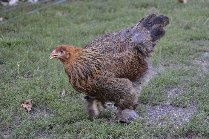 _DSC0241 - BRAHMA POTARNICHIU 2014