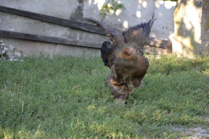 _DSC0243 - BRAHMA POTARNICHIU 2014