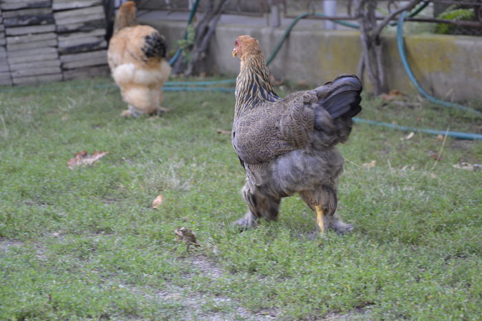 _DSC0244 - BRAHMA POTARNICHIU 2014